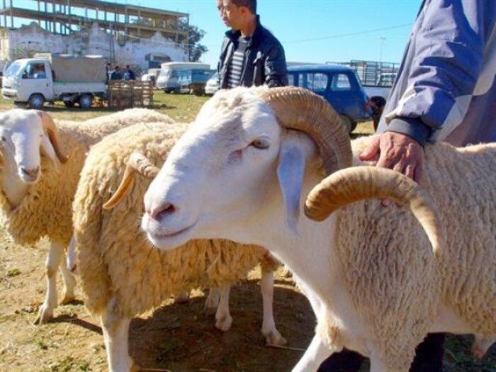 بسبب الحجر ووباء كورونا.. كباش العيد تُباع «افتراضياً» في الجزائر