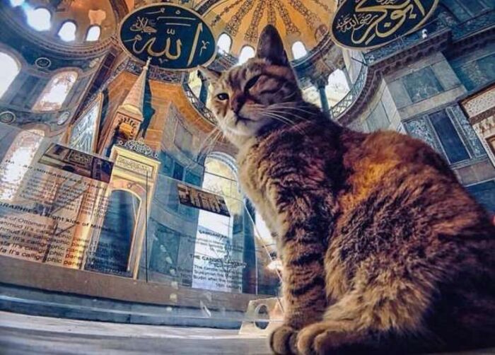 نجمة الإنستجرام.. تركيا تسمح للقطة "جلي" بالإقامة في"آيا صوفيا"