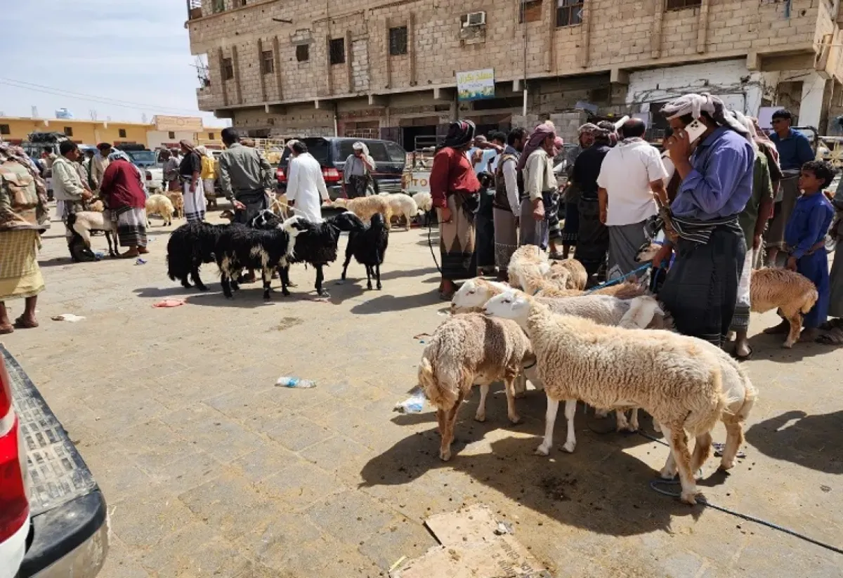 فضيحة نهب أضاحي العيد في تعز تهز الشارع اليمني.. وحزب الإصلاح يلاحق الكاشفين بدلاً من المتورطين